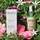 Srum Printemps 30ml
